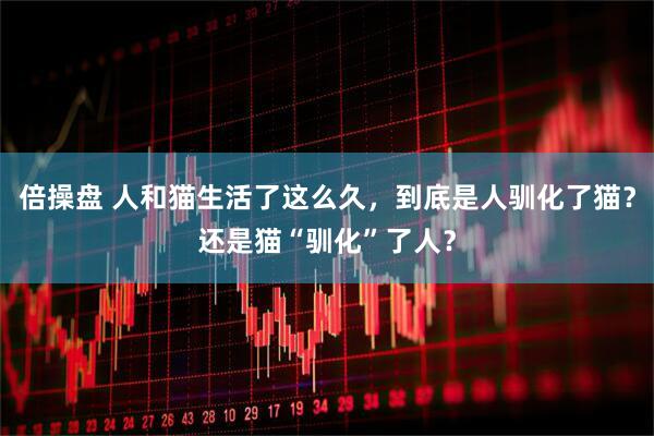 倍操盘 人和猫生活了这么久，到底是人驯化了猫？还是猫“驯化”了人？