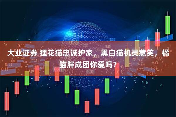 大业证券 狸花猫忠诚护家，黑白猫机灵惹笑，橘猫胖成团你爱吗？