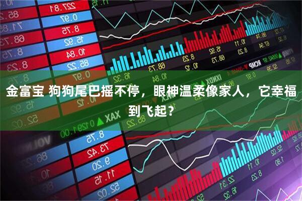 金富宝 狗狗尾巴摇不停，眼神温柔像家人，它幸福到飞起？
